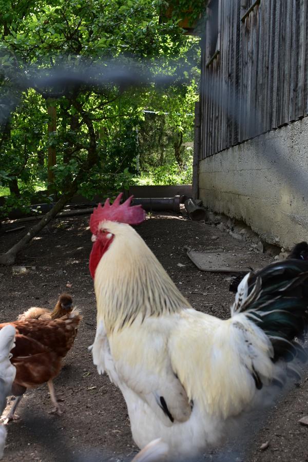 Ferienwohnung Grubinger Unterach am Attersee Luaran gambar